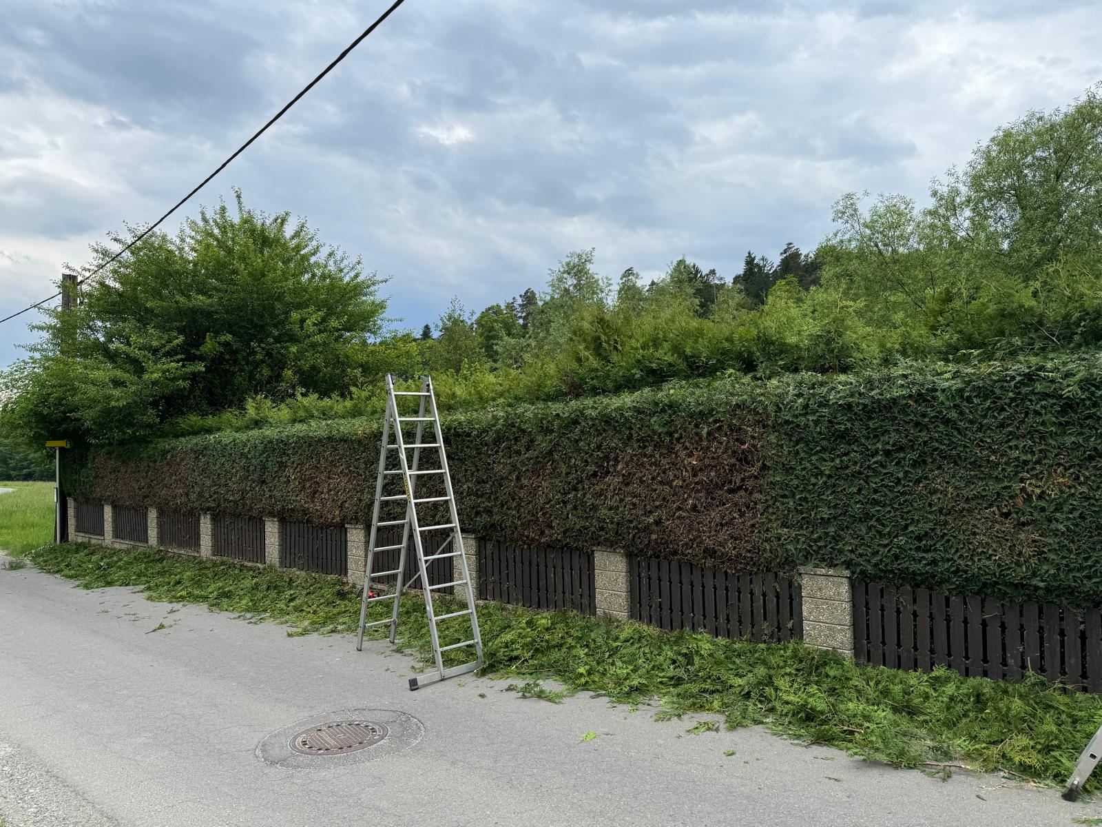 Fertige Hecke